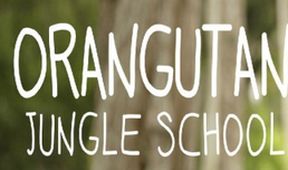 Orangutaní škola v džungli II (5)