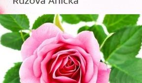 Růžová Anička, Pohádka pro pamětníky