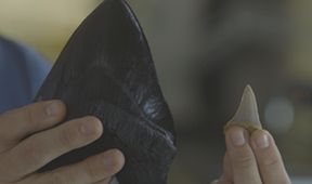 Mytická monstra oceánských hlubin