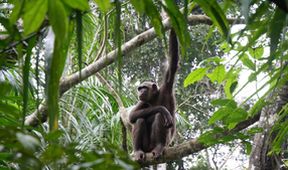 Útulek pro záchranu šimpanzů Jane Goodallové (6/6)