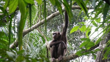 Útulek pro záchranu šimpanzů Jane Goodallové (6/6)