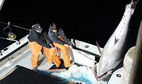 Prokletí tuňáci XI (9)
