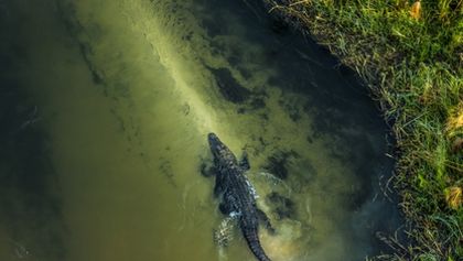 Okavango - řeka snů (4/4)