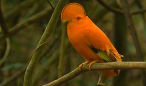 Království divočiny: Skalňák oranžový, Surinam