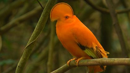 Království divočiny: Skalňák oranžový, Surinam