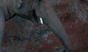 Cher a nejosamělejší slon na světě