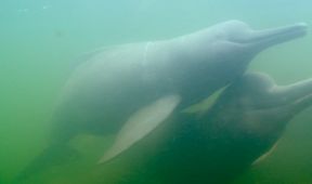 Království divočiny: Delfínovec amazonský, Amazonie