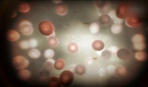 Pasteur a Koch: Souboj velikánů světa mikrobů