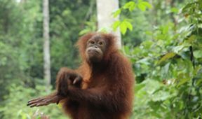Setkání s orangutany (6)
