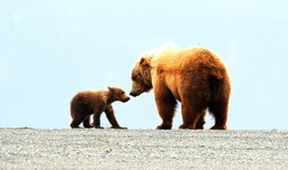 Zázračná planeta: Medvědi grizzly na Aljašce (1/2)
