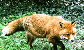 Zázračná planeta: Nejtroufalejší zlodějíčci ve zvířecí říši