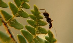 Mravenci vědí všechno (4)