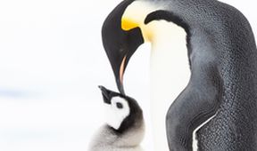 Tučňáci - setkání s rodinou, Zázračná planeta