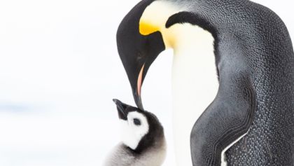 Tučňáci - setkání s rodinou, Zázračná planeta