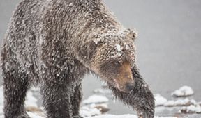 Divocí medvědi grizzly z Yukonu