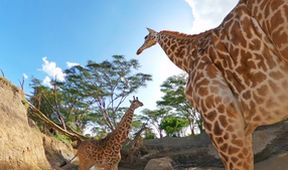 Serengeti II, Zázračná planeta (2/6)