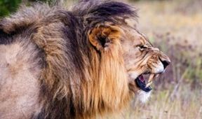 Cecil, lví král