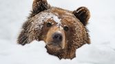Zázračná planeta: Nelehký život medvědů