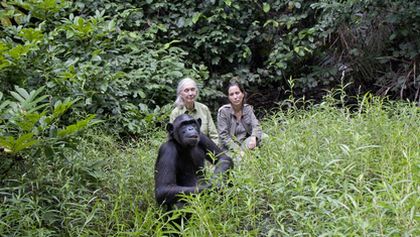 Útulek pro záchranu šimpanzů Jane Goodallové (5/6)