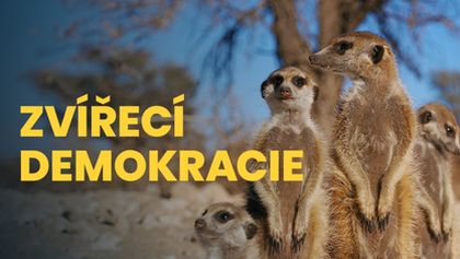 Zvířecí demokracie (2/2)