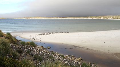 Falklandy - ráj tučňáků