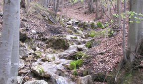 Návraty k divočině (7)