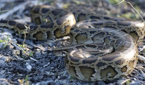 Florida - ohrožený ráj zvířat