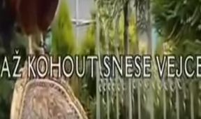 Až kohout snese vejce