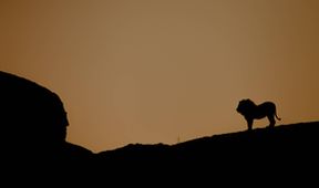 Mizející králové: Lvi pouště Namib