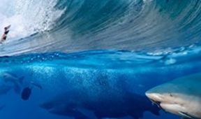 Kdy a proč žraloci útočí (2)