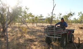 Australští lovci býků (6)