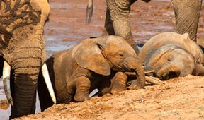 Velká putování zvířat: Sloni
