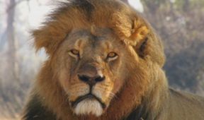 Cecil, lví král