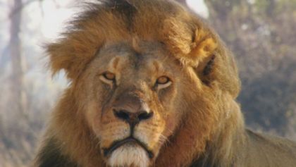 Cecil, lví král