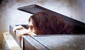 Neandertálci: Experiment (2/2)