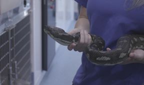 Záchranáři divokých zvířat: Austrálie (4)