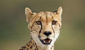Zázračná planeta: Serengeti II (2/6)