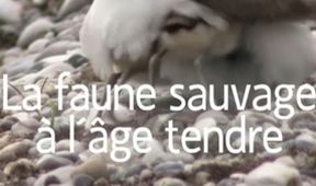 Natura w Jedynce - Przedszkole w naturze