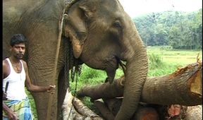 Sloni žijí do sta let