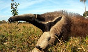 Pantanal, brazilský přírodní zázrak