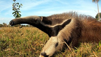 Pantanal, brazilský přírodní zázrak