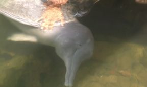 Království divočiny: Delfínovec amazonský, Amazonie