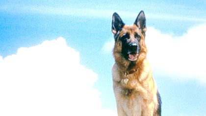 K-9: Soukromý detektiv