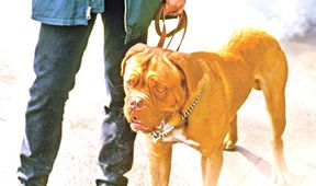 Turner a Hooch