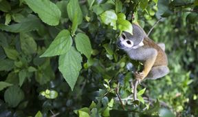 Skrytá tvář evoluce: Dědictví po pravěkých primátech