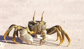 Království oceánů: Písky a podmořské lesy