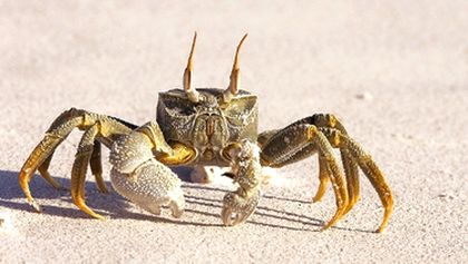 Království oceánů: Písky a podmořské lesy