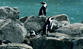 David Attenborough: Afrika (5)