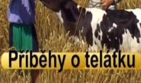 Příběhy o telátku