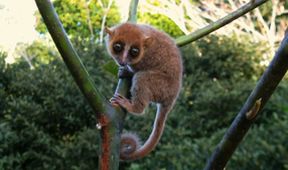 Madagaskar - les zázraků